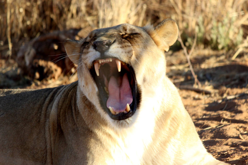 Leonessa fotografata durante le riprese del documentario in Namibia 